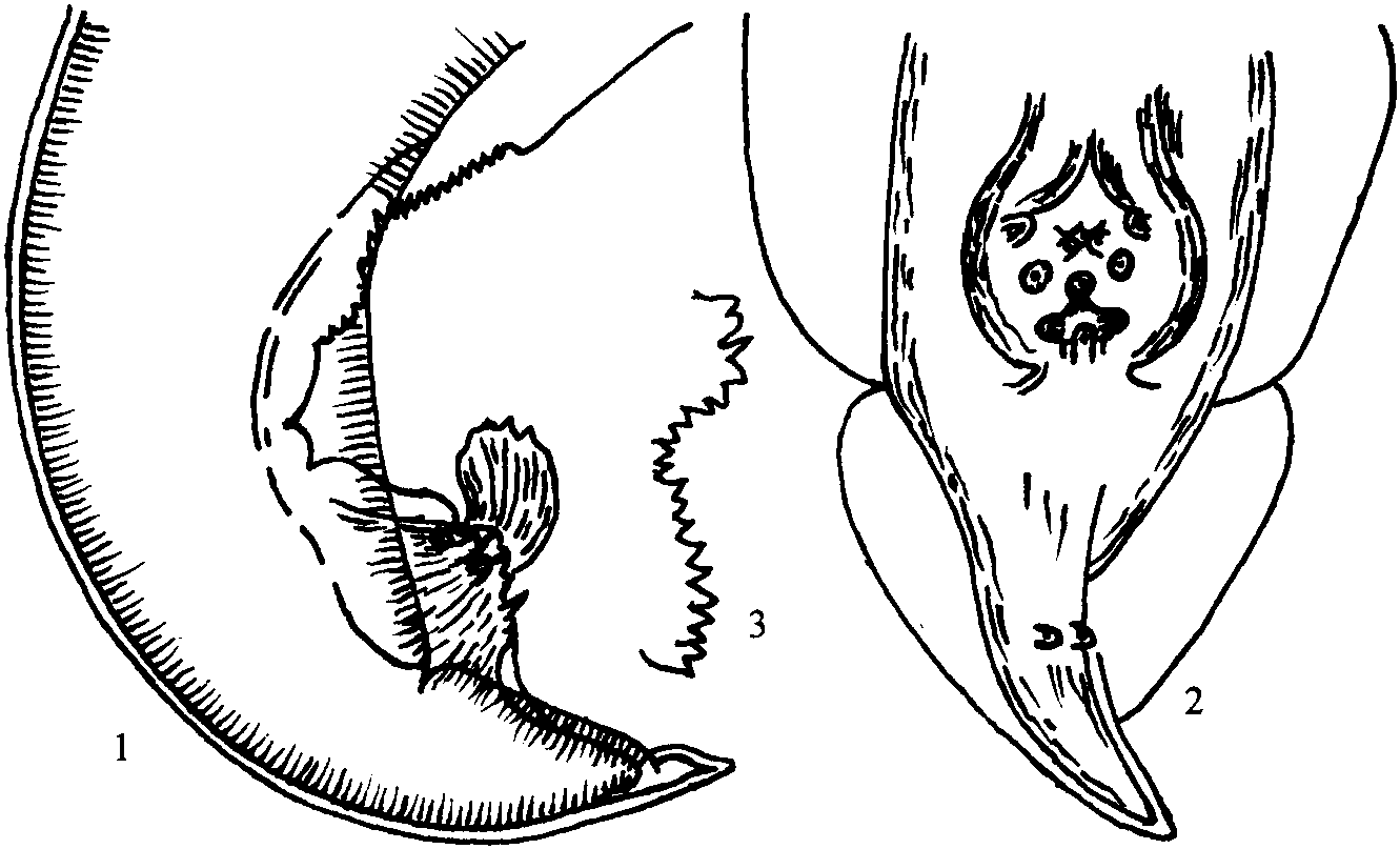 吻狀皮尖線蟲(chóng)